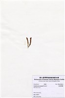 藏品(短尖假羽藻)的圖片